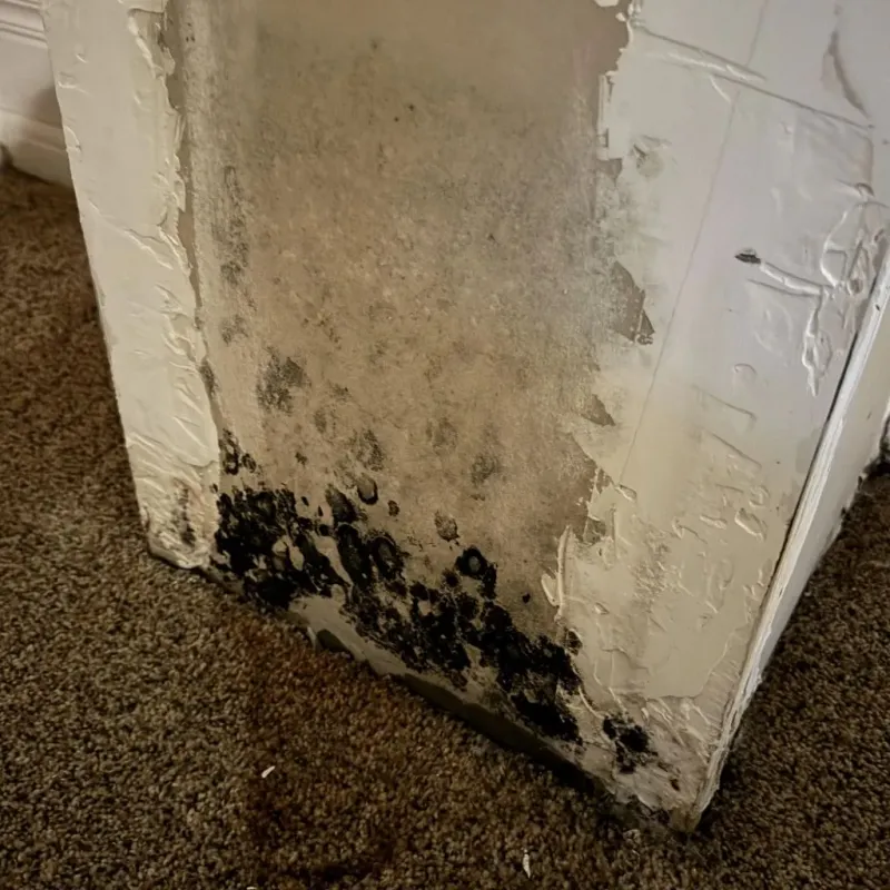 Professional Mold Removal in Terry, MT